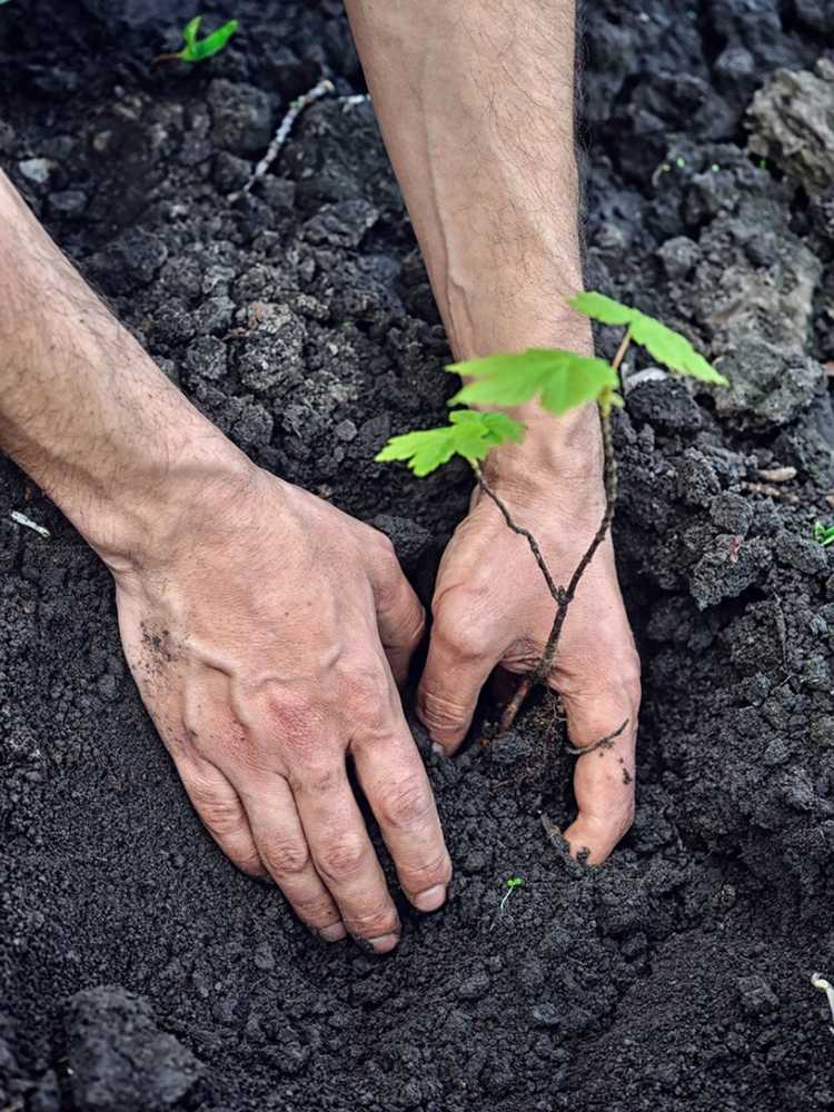 Lire la suite à propos de l’article Informations sur les érables : conseils pour planter des semis d'érables