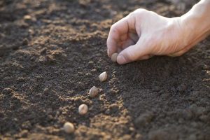 Lire la suite à propos de l’article Planter des graines à l’extérieur – Conseils pour savoir quand et comment semer directement les graines