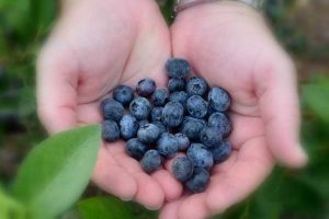 Lire la suite à propos de l’article Temps de récolte des baies : le meilleur moment pour cueillir des baies dans le jardin