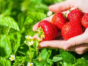 Lire la suite à propos de l’article Faits sur les fraises Elsanta : Conseils pour l'entretien des baies d'Elsanta dans le jardin