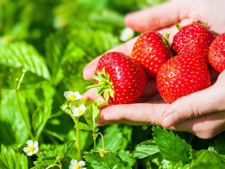 You are currently viewing Faits sur les fraises Elsanta : Conseils pour l'entretien des baies d'Elsanta dans le jardin