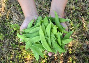 Lire la suite à propos de l’article Entretien des pois sucrés : comment faire pousser une plante de pois sucrés