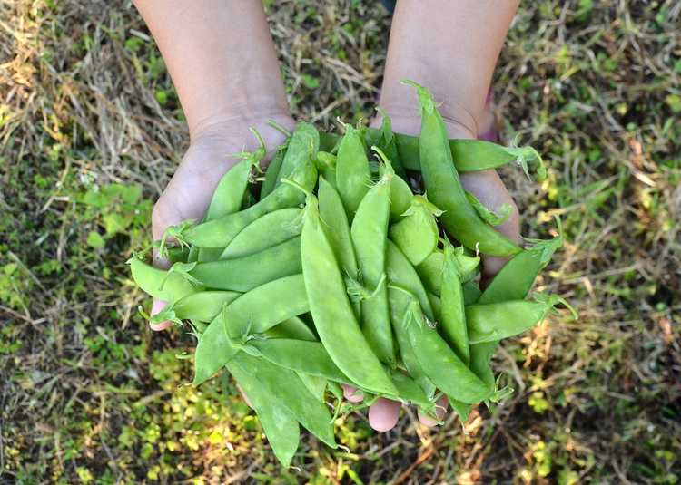 You are currently viewing Entretien des pois sucrés : comment faire pousser une plante de pois sucrés