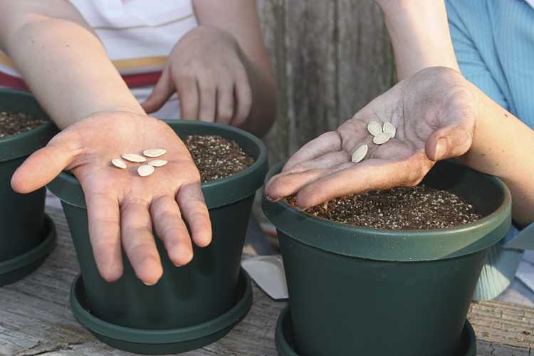 You are currently viewing Propagation des plantes avec les enfants : enseigner la propagation des plantes aux enfants