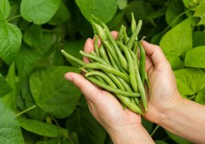 Lire la suite à propos de l’article Haricots verts Tendercrop : Comment planter des haricots Tendercrop