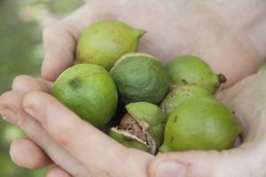 Lire la suite à propos de l’article Cueillette des noix de macadamia : quand les noix de macadamia sont-elles mûres