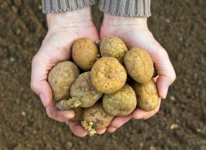 Lire la suite à propos de l’article Conseils pour conserver les plants de pommes de terre pour les planter l’année prochaine