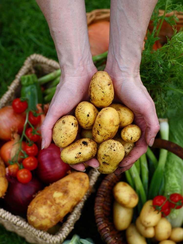 You are currently viewing Conseils de conservation des légumes : conserver différents types de légumes