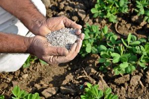 Lire la suite à propos de l’article Pansement latéral avec du soufre : comment dresser les plantes avec du soufre