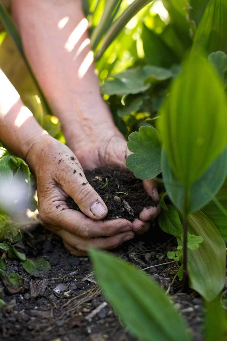 You are currently viewing Terreau pour potager – Quel est le meilleur sol pour cultiver des légumes ?