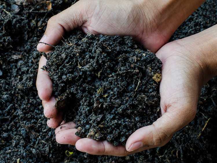 Lire la suite à propos de l’article Le pH de mon compost est-il trop élevé : quel devrait être le pH du compost