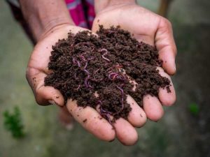 Lire la suite à propos de l’article Vermiculture en climat froid : découvrez les soins apportés aux vers en hiver