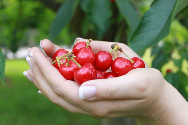 You are currently viewing Récolte des cerisiers : comment et quand cueillir les cerises