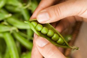 Lire la suite à propos de l’article Que sont les Mr. Big Peas – Comment faire pousser des Mr. Big Peas dans les jardins