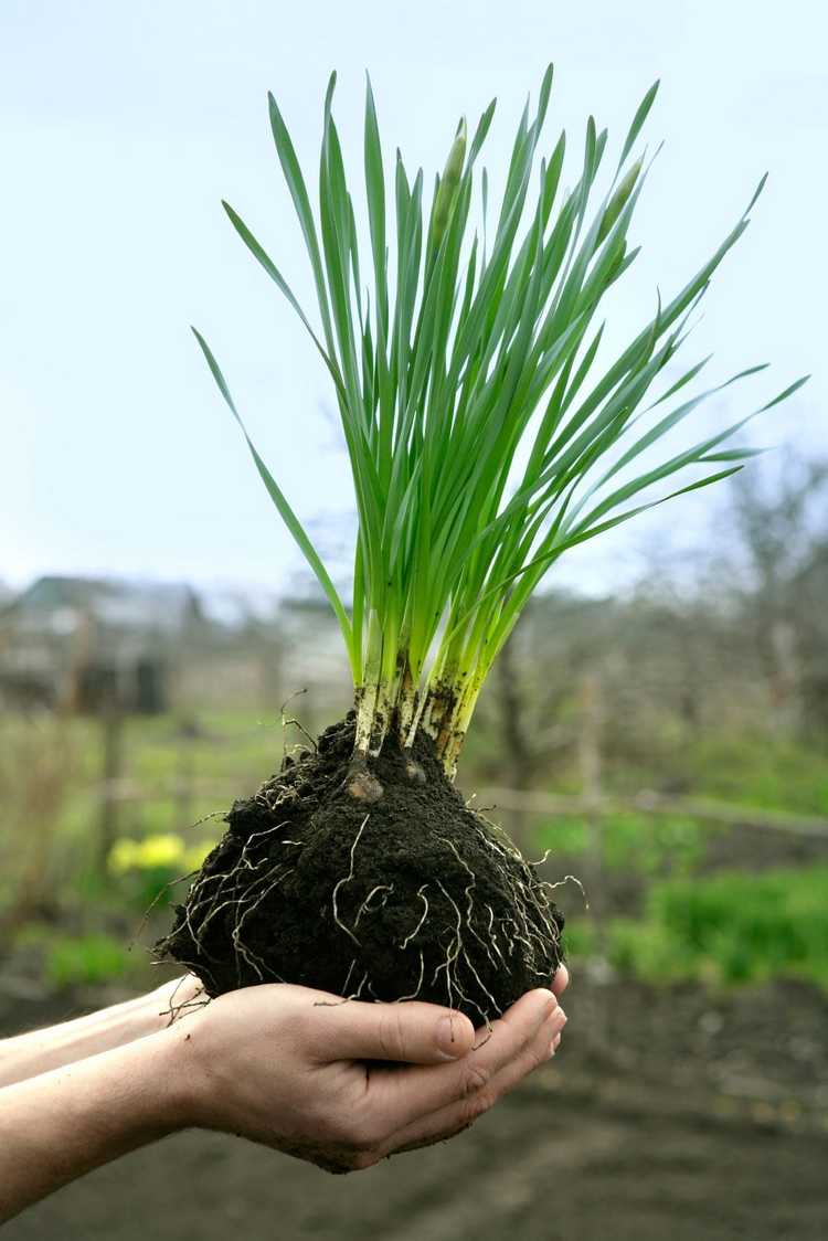 Lire la suite à propos de l’article Diviser les jonquilles : pouvez-vous transplanter des bulbes de jonquilles