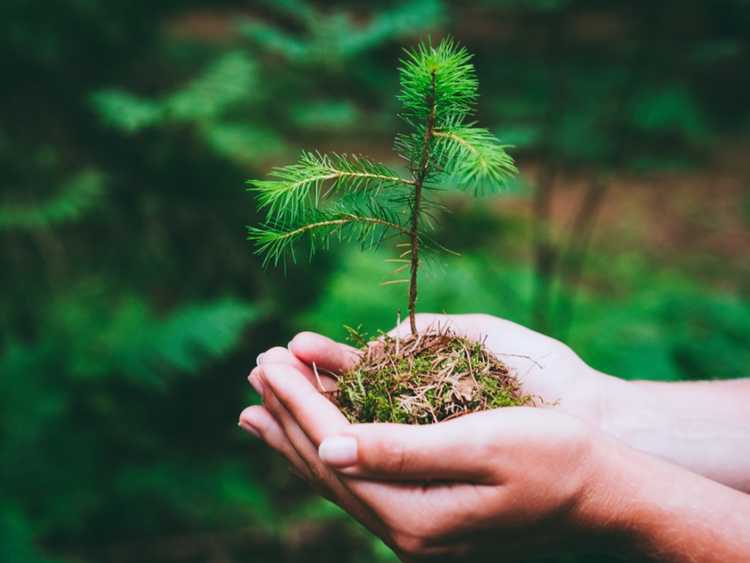 Lire la suite à propos de l’article Comment faire pousser un pin à partir de graines