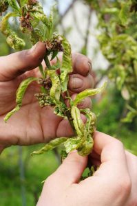 Lire la suite à propos de l’article Prévention des maladies des arbres fruitiers – Quelles sont les maladies courantes des arbres fruitiers