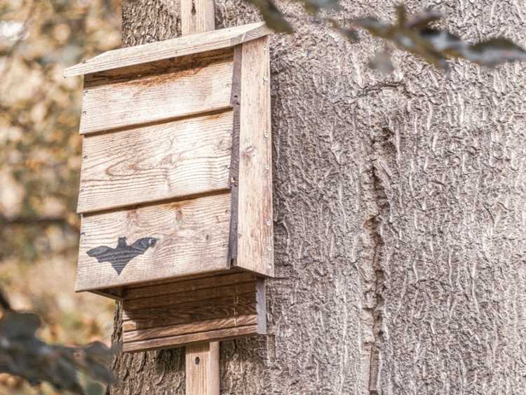 Lire la suite à propos de l’article Emplacement de la maison pour chauves-souris : comment attirer les chauves-souris dans une maison pour chauves-souris dans le jardin