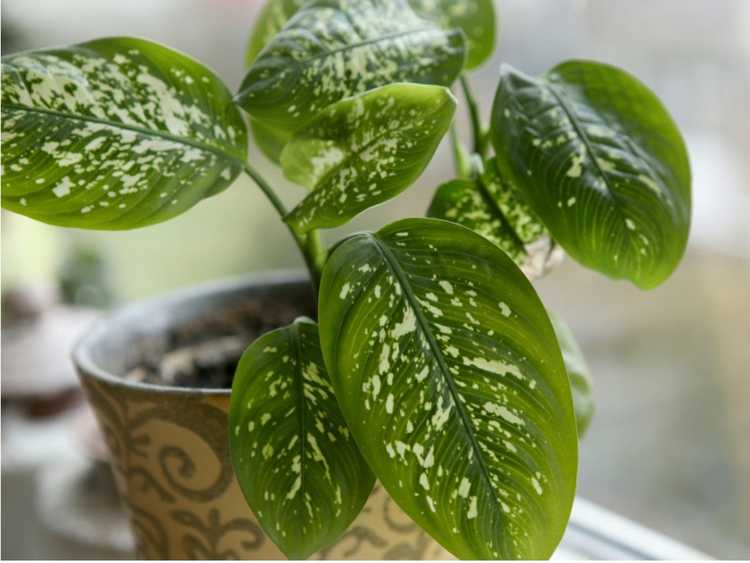 Lire la suite à propos de l’article Dépannage de Dieffenbachia – En savoir plus sur les maladies de Dieffenbachia