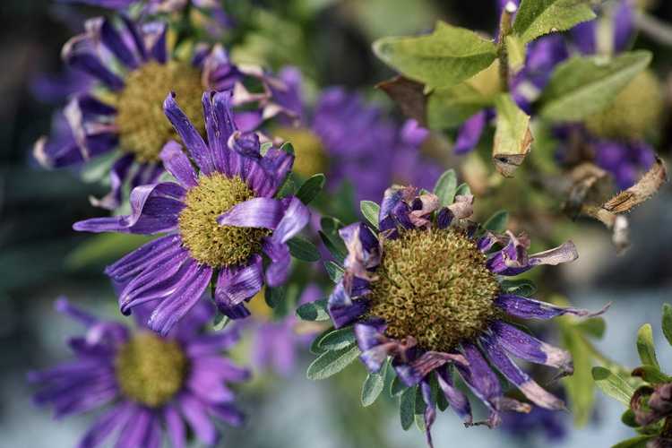 Lire la suite à propos de l’article Maladie de la flétrissure de l'aster – Comment traiter les symptômes de la flétrissure de l'aster