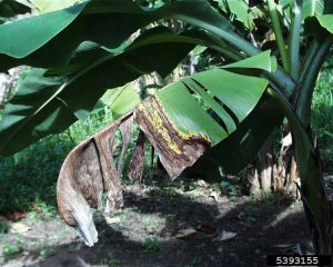 Lire la suite à propos de l’article Maladies et ravageurs des bananiers : résoudre les problèmes affectant les bananes