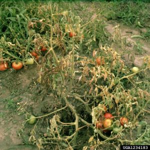 Lire la suite à propos de l’article Contrôler la brûlure méridionale de la tomate : comment traiter la brûlure méridionale des tomates