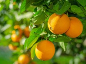 Lire la suite à propos de l’article Contrôle de la gale de l'orange douce – Gérer les symptômes de la gale de l'orange douce