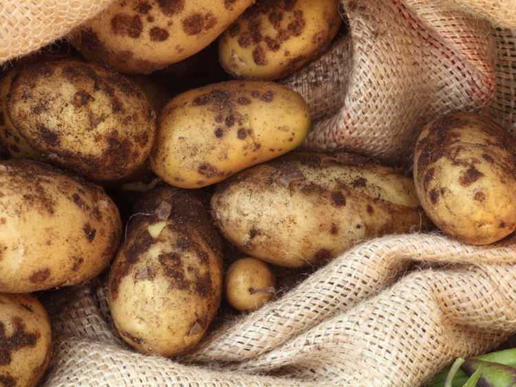 You are currently viewing Gale sur les légumes – Comment traiter la gale dans le potager