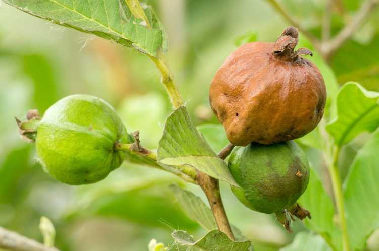 You are currently viewing Informations sur les maladies des goyaves : quelles sont les maladies courantes des goyaves