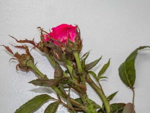 Lire la suite à propos de l’article Qu'est-ce que la maladie de la rosette : contrôle de la rosette et du balai de sorcière dans les roses