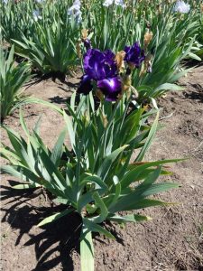 Lire la suite à propos de l’article Maladie de la rouille de l'iris : découvrez le contrôle de la rouille de l'iris dans les jardins