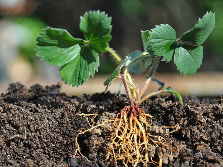 Lire la suite à propos de l’article Symptômes de la stèle rouge – Gestion de la maladie de la stèle rouge dans les plants de fraises