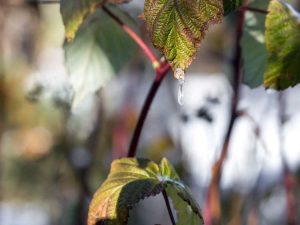 Lire la suite à propos de l’article Curling des feuilles de framboisier – Comment prévenir la maladie de la courbure des feuilles de framboisier