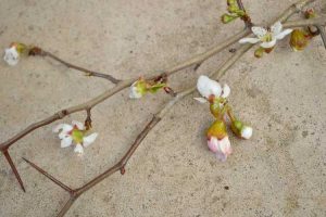 Lire la suite à propos de l’article Mon arbre Mayhaw est-il malade : maladies courantes des arbres Mayhaw