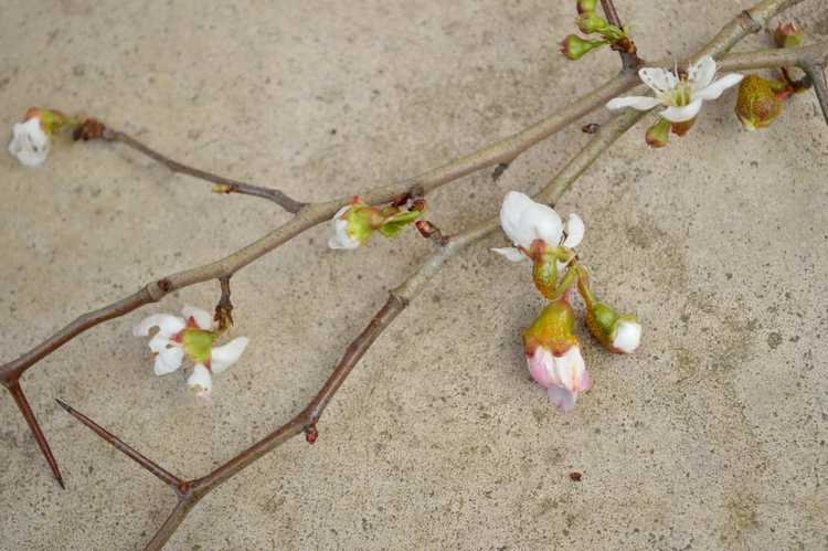 You are currently viewing Mon arbre Mayhaw est-il malade : maladies courantes des arbres Mayhaw