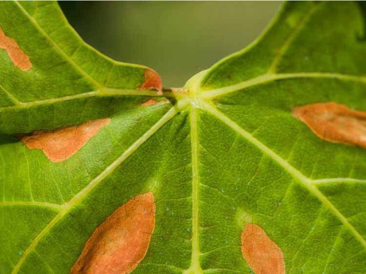 You are currently viewing Informations sur Xylella Fastidiosa – Qu'est-ce que la maladie de Xylella Fastidiosa