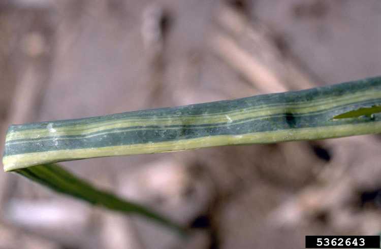 You are currently viewing Chimère dans les oignons – En savoir plus sur les plantes avec panachure des feuilles d'oignon