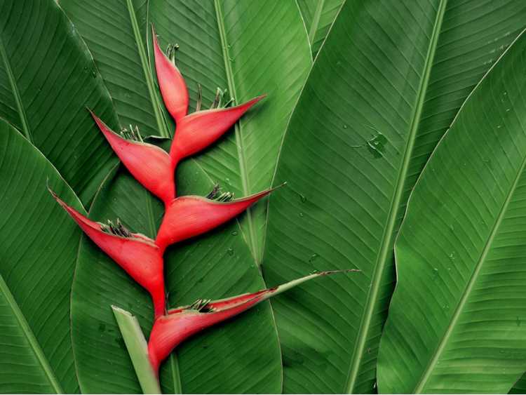 You are currently viewing Maladies des feuilles d'Heliconia: maladies courantes des plantes Heliconia