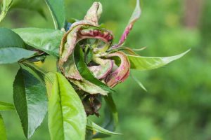 Lire la suite à propos de l’article Maladies des nectarines : comment repérer les maladies courantes des nectarines