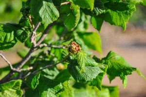 Lire la suite à propos de l’article Maladies courantes des arbres à noix – Quelles maladies affectent les arbres à noix