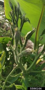 Lire la suite à propos de l’article Symptômes de la maladie du Big Bud de la tomate : découvrez le Big Bud dans les tomates