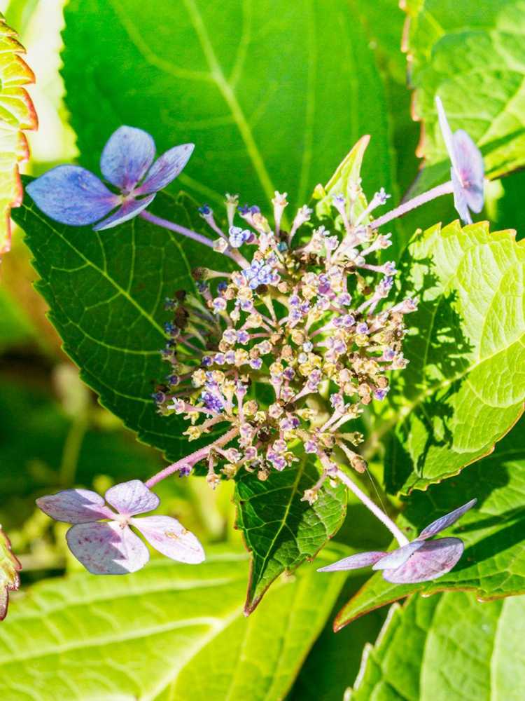 You are currently viewing Maladie de la brûlure de l'hortensia Botrytis : traiter la moisissure grise sur les plantes d'hortensia