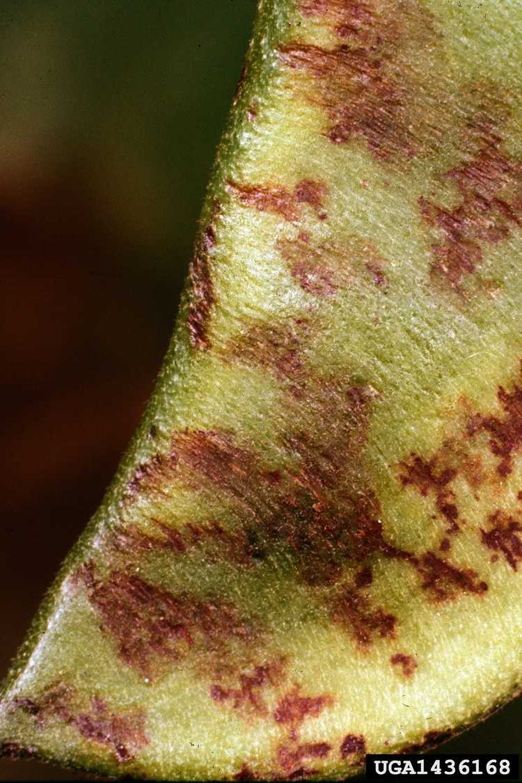 You are currently viewing Maladies du haricot de Lima : Apprenez à traiter les plants de haricots beurre malades