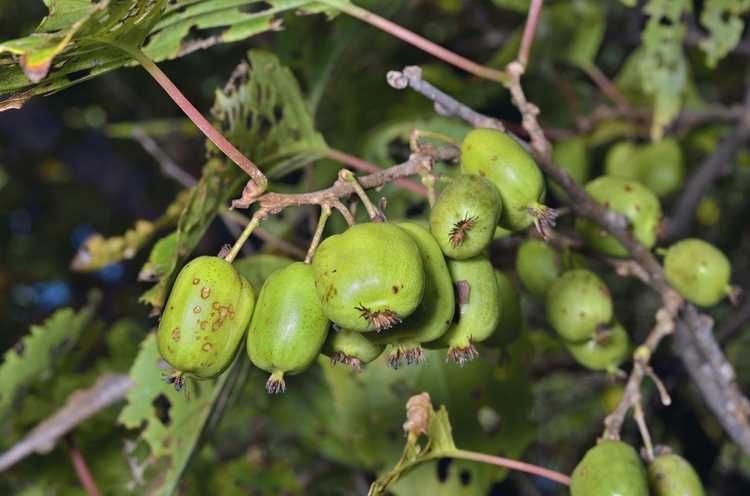 You are currently viewing Maladies du kiwi rustique : comment traiter une plante de kiwi malade