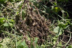 Lire la suite à propos de l’article Maladie du nématode à galles : une cause de retard de croissance des plantes