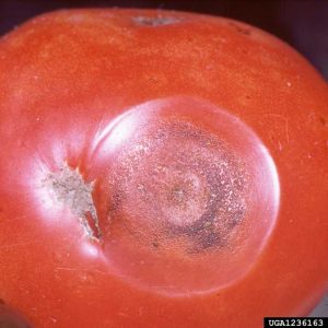 Lire la suite à propos de l’article Informations sur l'anthracnose de la tomate : découvrez l'anthracnose des plants de tomates
