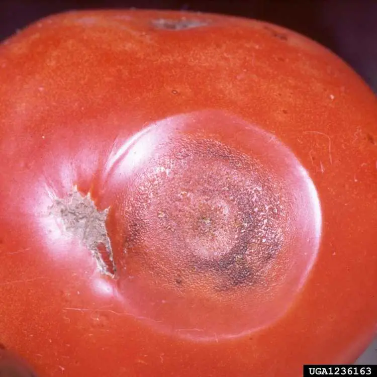 You are currently viewing Informations sur l'anthracnose de la tomate : découvrez l'anthracnose des plants de tomates