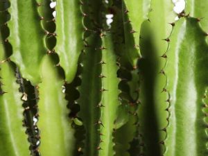 Lire la suite à propos de l’article Maladies du cactus fusarien: signes de pourriture fusarienne chez le cactus