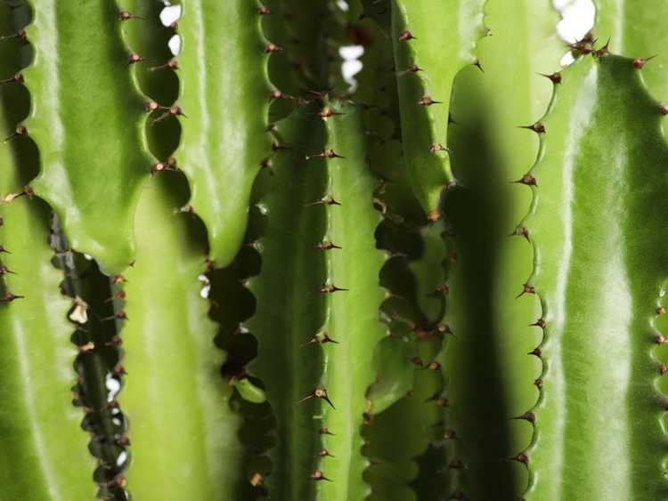 You are currently viewing Maladies du cactus fusarien: signes de pourriture fusarienne chez le cactus