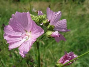 Lire la suite à propos de l’article Entretien de la mauve musquée : cultiver de la mauve musquée dans le jardin